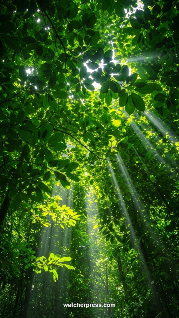 Inspirational Sunbeams Breaking Through Lush Green Canopy Wallpaper