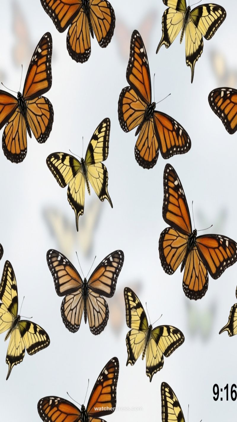 Wings of Transformation: The Monarch Pattern